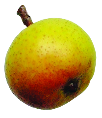 Crab apple208x240