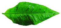 Dark leaf200x94
