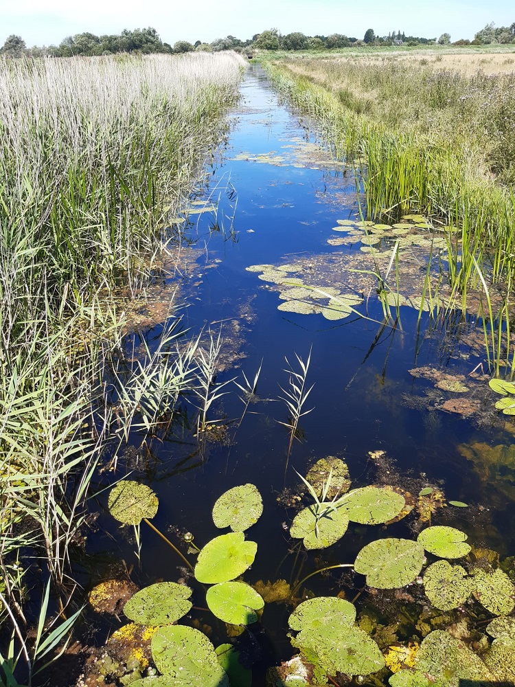 Norfolk2022 9 CarltonMarshes