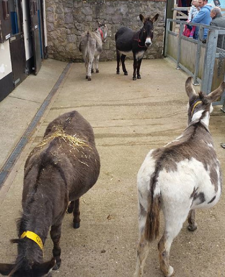 Sidmouth2017 AtTheDonkeySanctuary